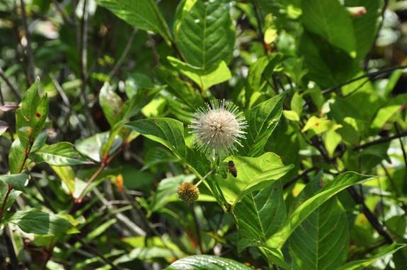 [Epoca de flores no Parque Nacional Everglades, no sul da Flórida, nos Estados Unidos